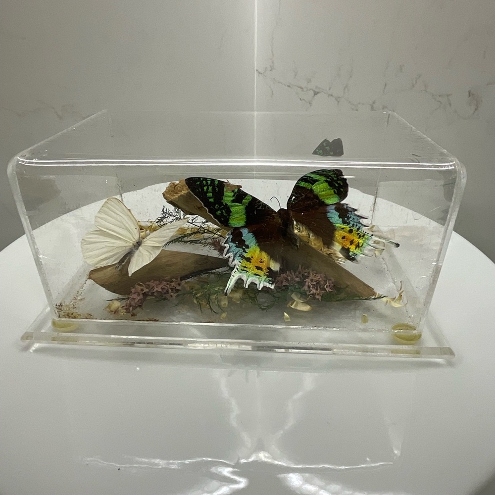 Madagascan sunset moth and Appias drusilla and dried foliage mounted on wood